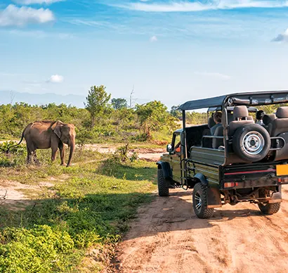 Safari en Tanzanie